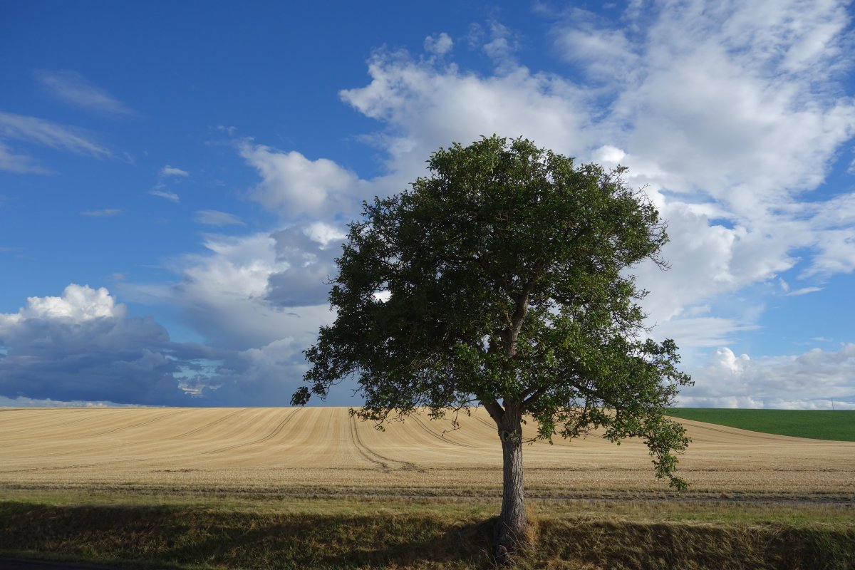 Allée de tilleuls à Méry-sur-Seine