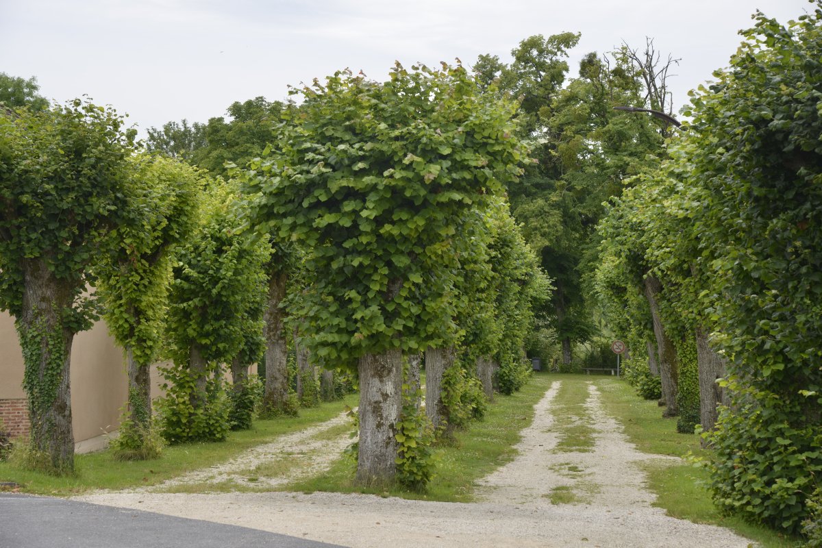 Allée de tilleuls à Méry-sur-Seine