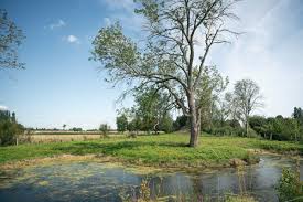 Allée de tilleuls à Méry-sur-Seine