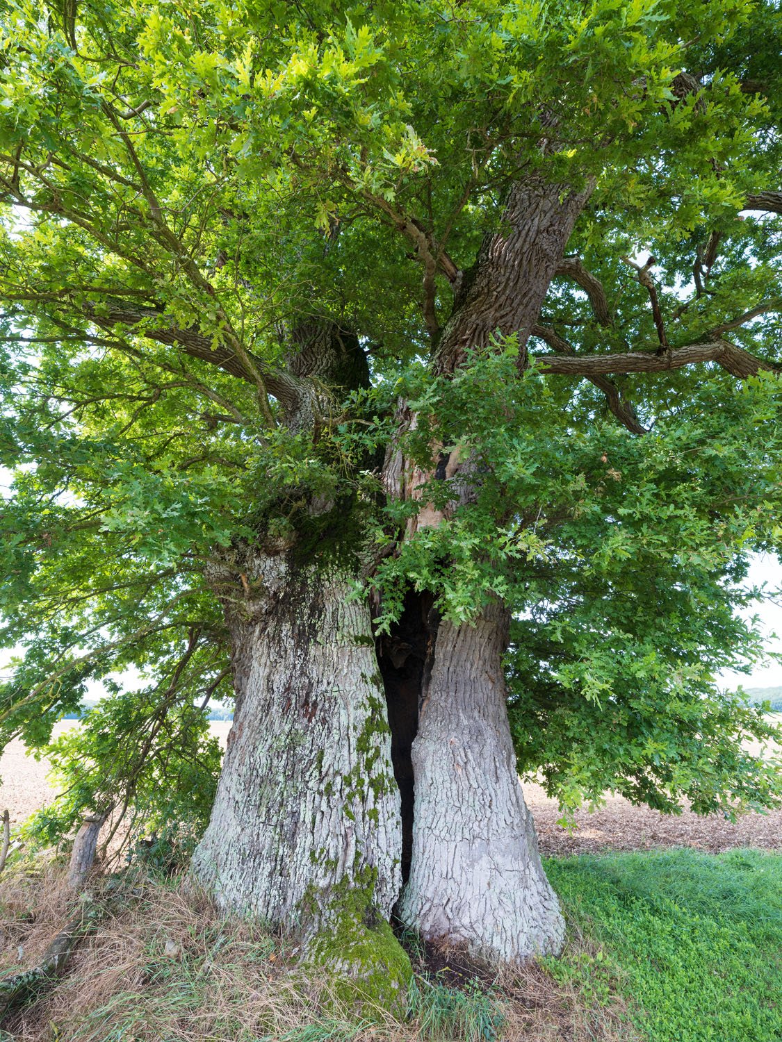 Chêne de Jully-sur-Sarce